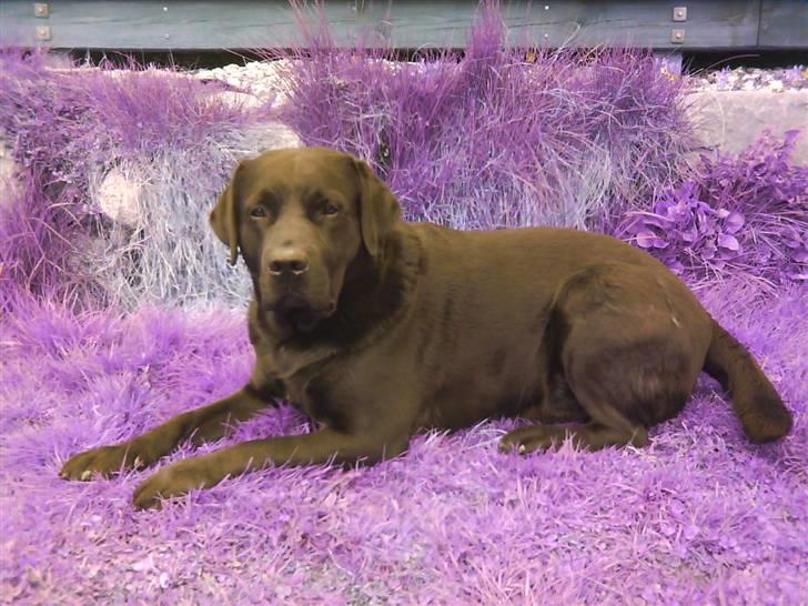 Labrador retriever Frodo - Og så lige i anden farve(=Nuurh billede 7