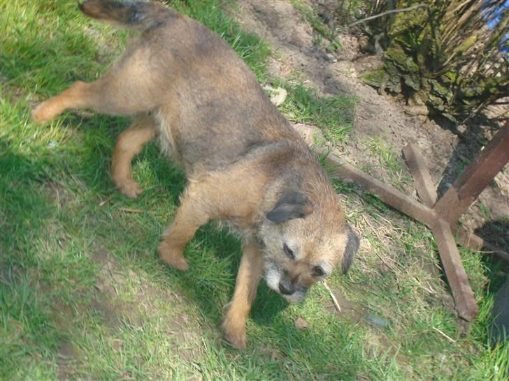 Border terrier Dalshøj´s Little Hot Lady  - hej og velkommen på mollys profil :D billede 1