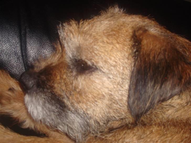 Border terrier Dalshøj´s Little Hot Lady  - molly sød ikke =D billede 2