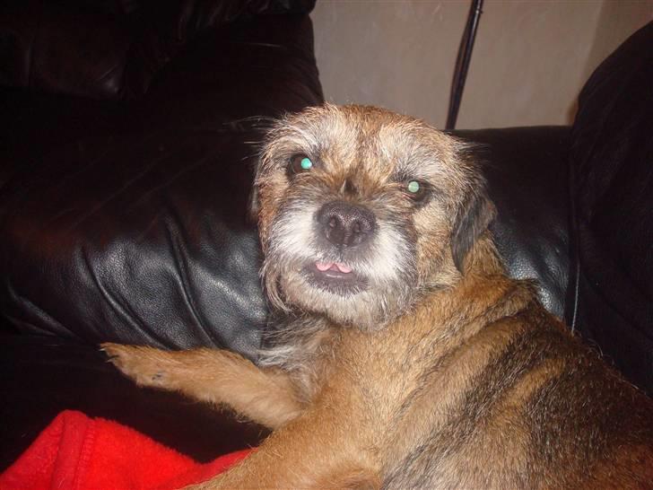 Border terrier Dalshøj´s Little Hot Lady  - er hun ikke bare nuttet =) billede 3