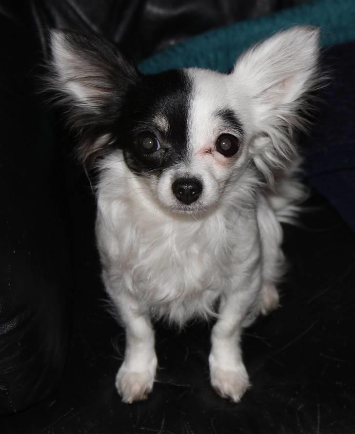 Chihuahua Lerche`s Dine - Dine <3 billede 1