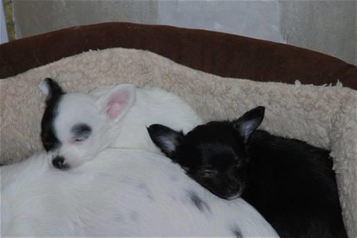 Chihuahua Lerche`s Dine - Dine sammen med sin søster billede 4