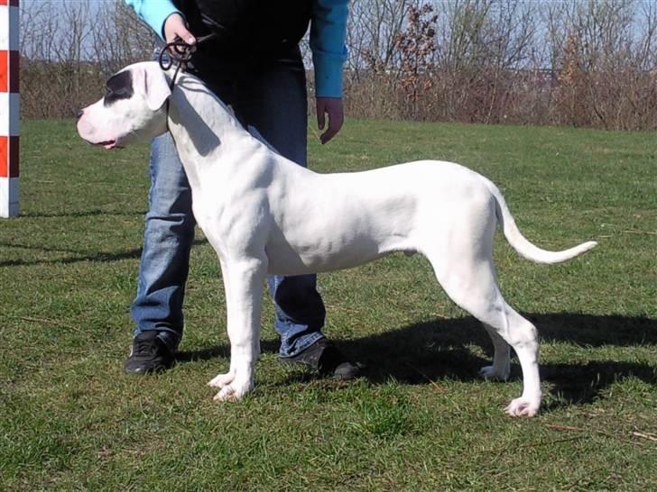 Dogo argentino PPC Heffer billede 1