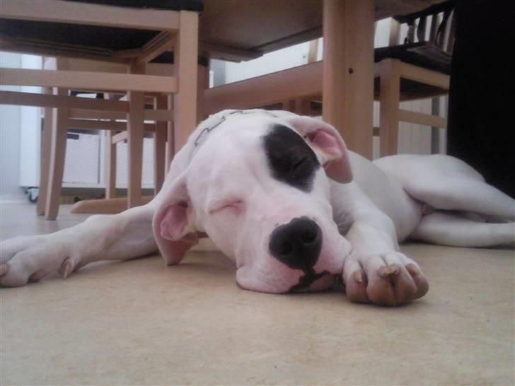 Dogo argentino PPC Heffer billede 2