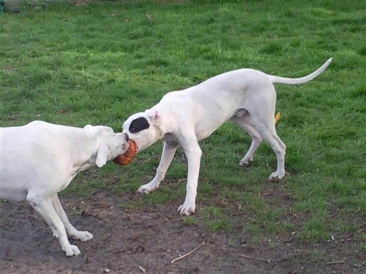 Dogo argentino PPC Heffer billede 3