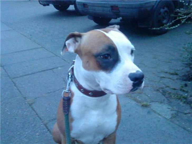 Amerikansk staffordshire terrier ~Alina~ *Himmelhund* billede 14