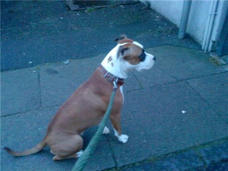 Amerikansk staffordshire terrier ~Alina~ *Himmelhund* billede 15