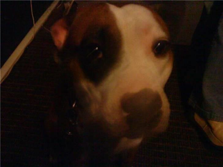 Amerikansk staffordshire terrier ~Alina~ *Himmelhund* billede 16