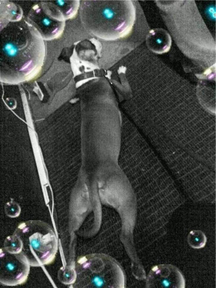 Amerikansk staffordshire terrier ~Alina~ *Himmelhund* billede 17