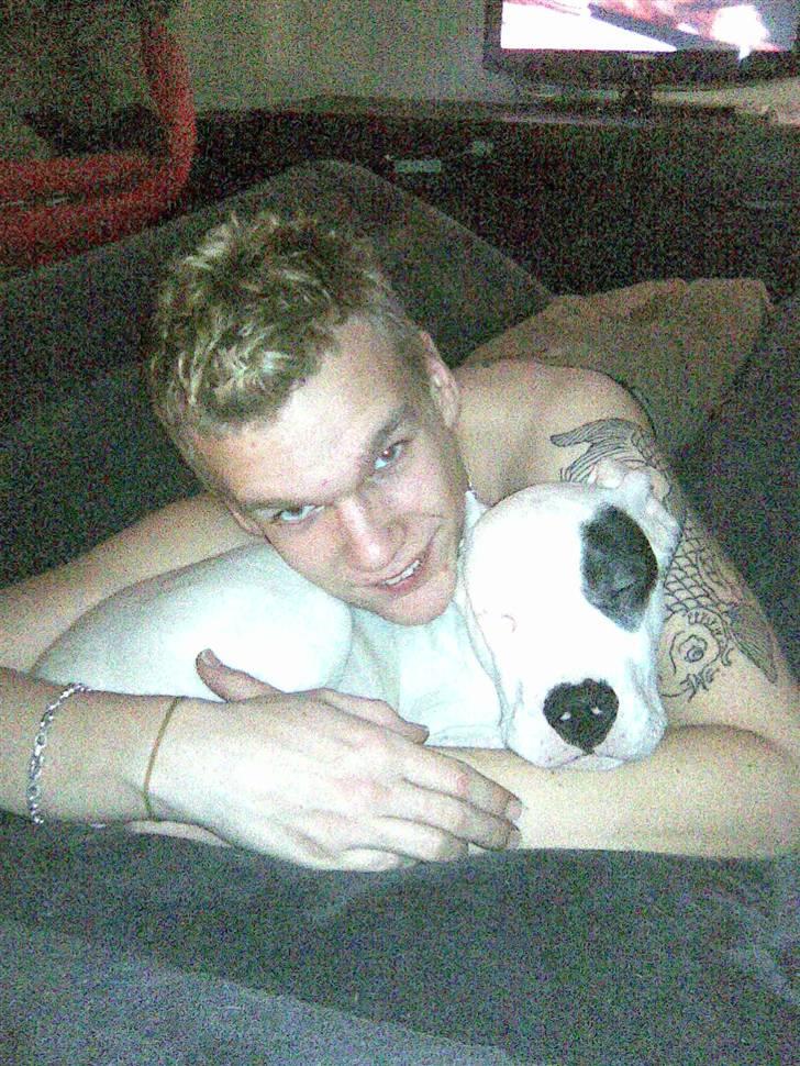 Dogo argentino PPC Heffer billede 4