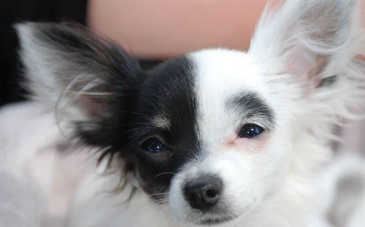 Chihuahua Lerche`s Dine - Dine min engel, hun er bare så smuk billede 5