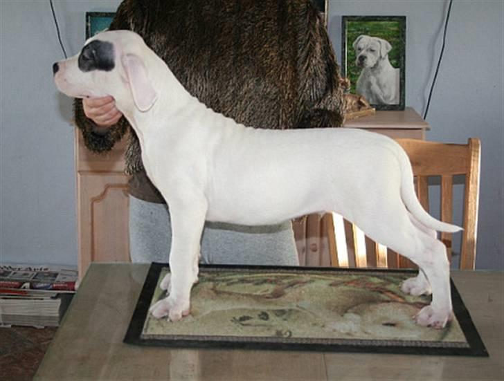 Dogo argentino PPC Heffer billede 5