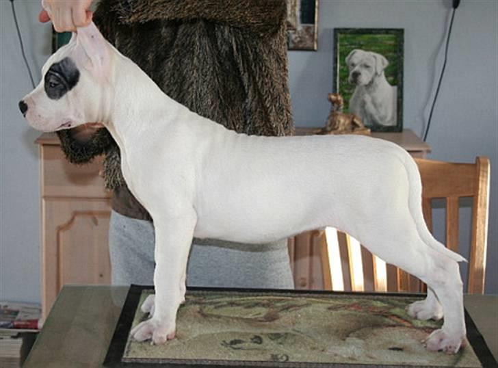 Dogo argentino PPC Heffer billede 6