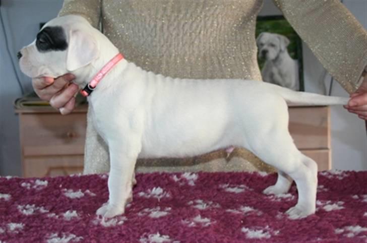 Dogo argentino PPC Heffer billede 7