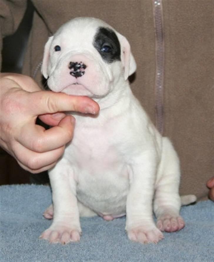 Dogo argentino PPC Heffer billede 8