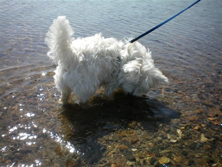 West highland white terrier Vicki # Den bedste!# - Åhh, hvor dejligt at dyppe de små potter i vand kanten! billede 6