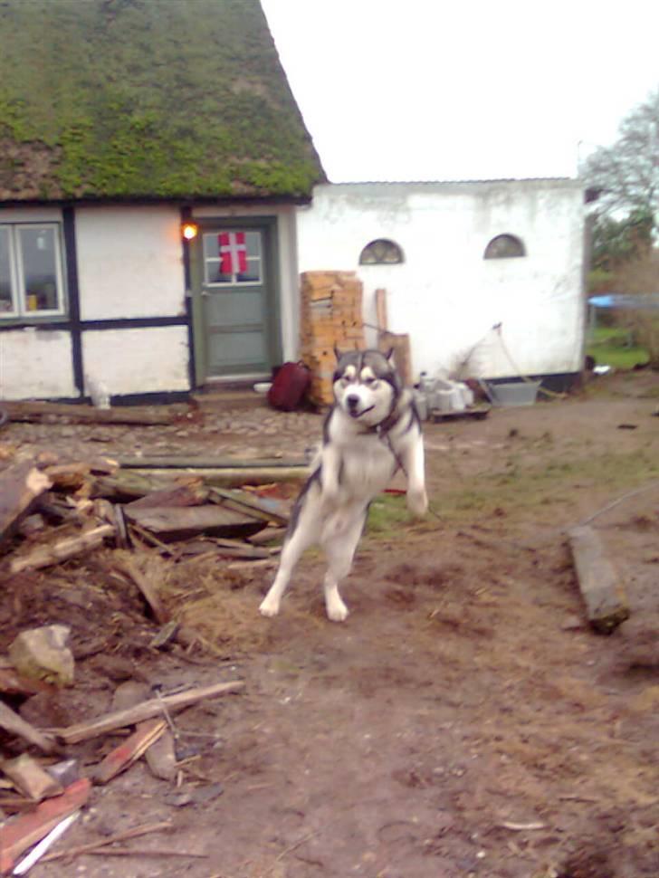 Alaskan malamute Simba  - smukkkkkke simbaaa !!!!!!!! billede 10