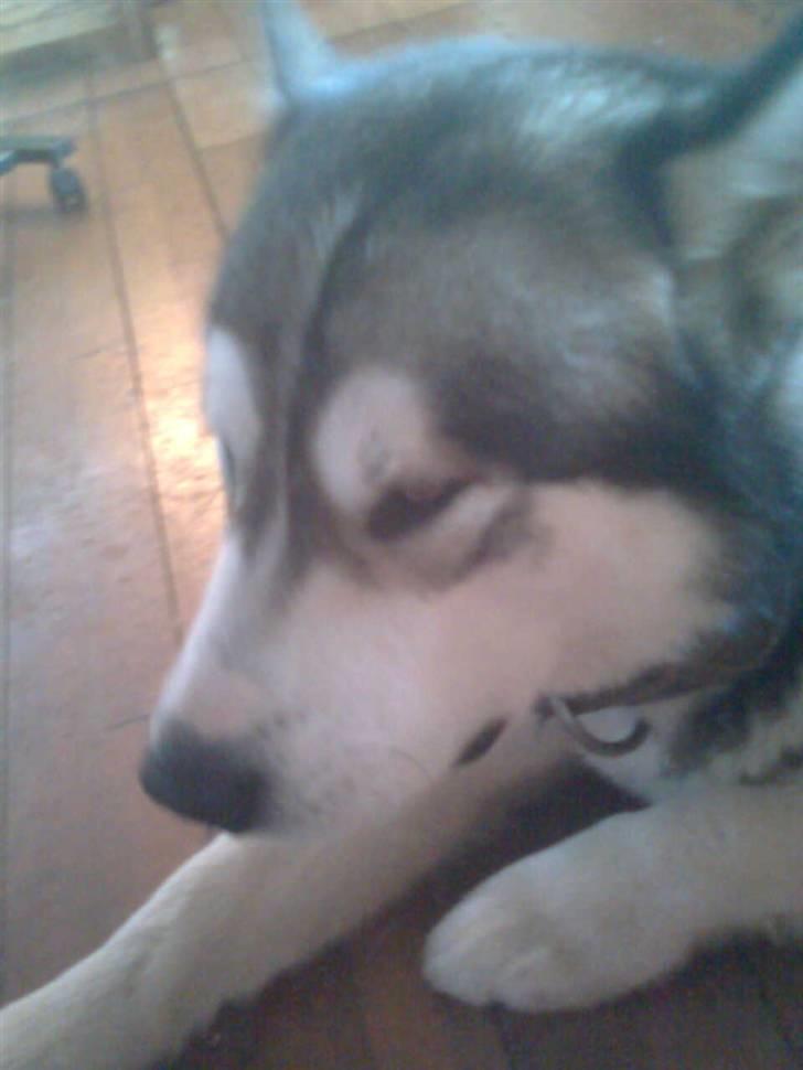 Alaskan malamute Simba  billede 11