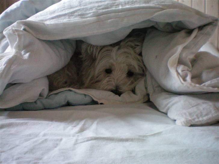 West highland white terrier Vicki # Den bedste!# - Hehe! Nu har jeg bygget en hule så kan de ikke nænne at smide mig ud af sengenxD billede 7