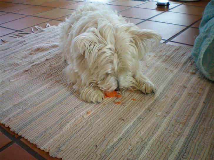 West highland white terrier Vicki # Den bedste!# - Mums..godt med lidt gulerod:) billede 9