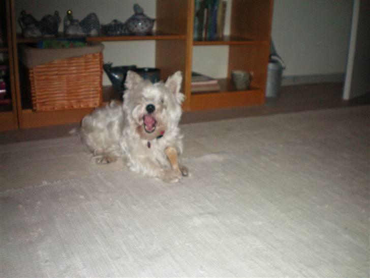 West highland white terrier Vicki # Den bedste!# - Mmmmm.... Jeg har lige fået min julegave, jeg tygger løs! billede 10