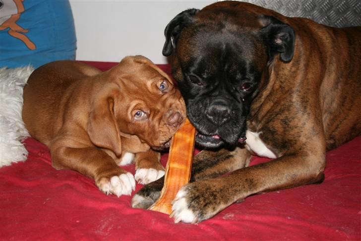 Dogue de bordeaux Zokana's Cazzzius - Deler ben med Desto... billede 12