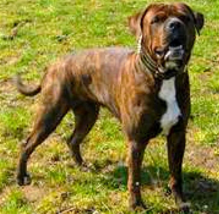 Blanding af racer Kanzo billede 1