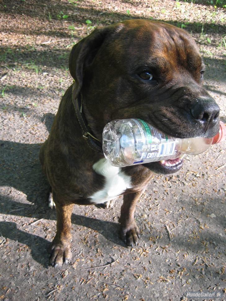 Blanding af racer Kanzo billede 2