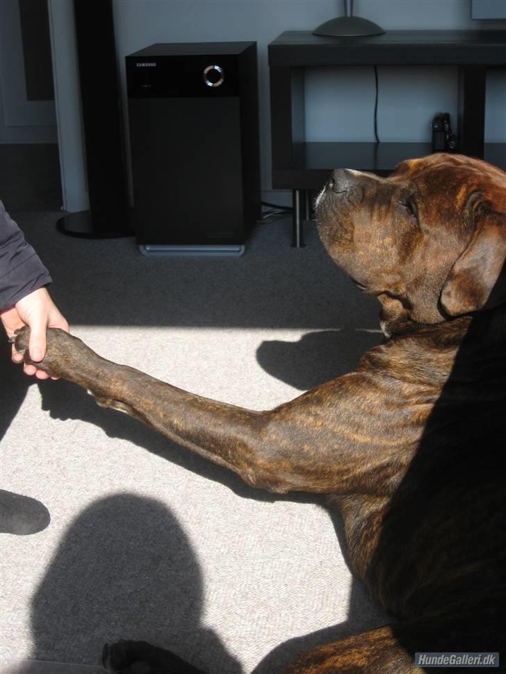 Blanding af racer Kanzo billede 3