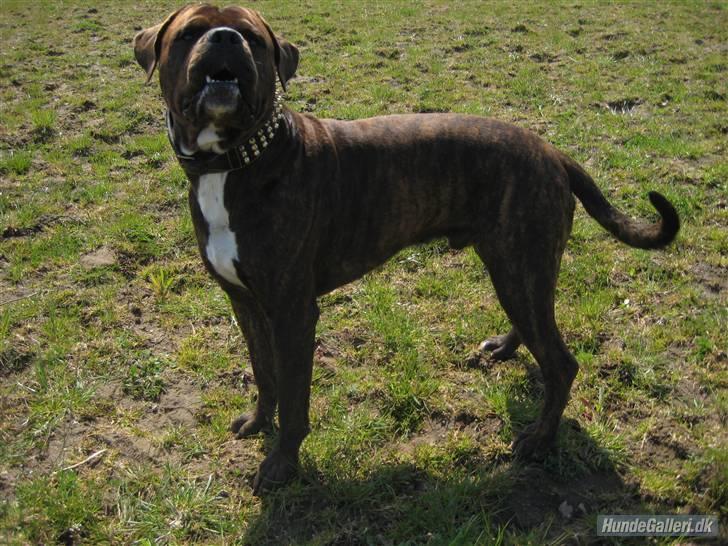 Blanding af racer Kanzo billede 4