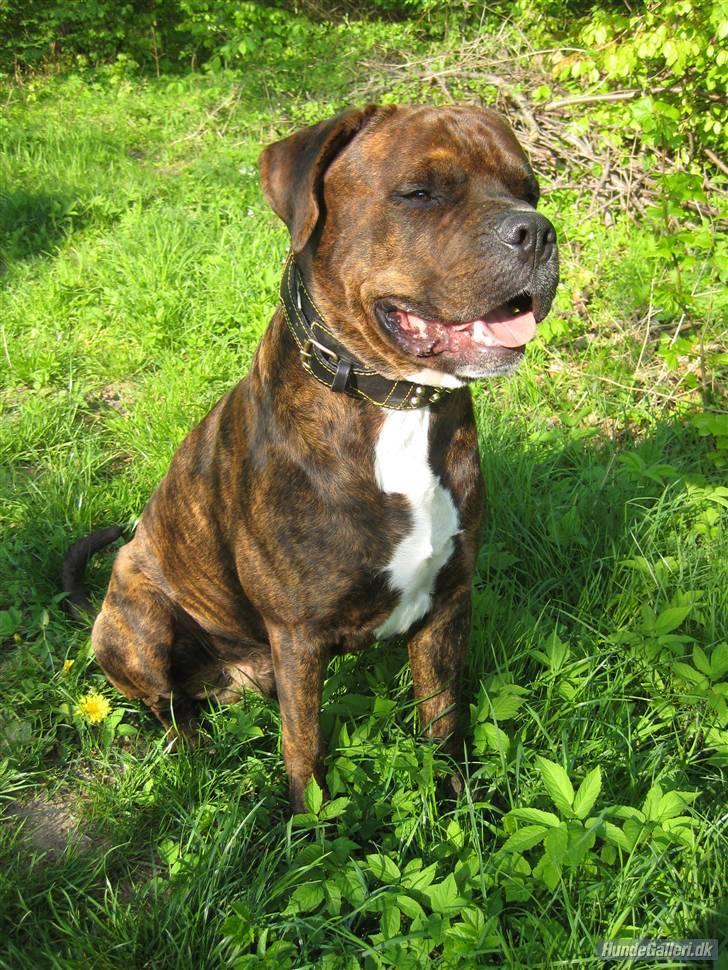 Blanding af racer Kanzo billede 5