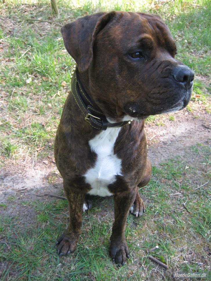 Blanding af racer Kanzo billede 6