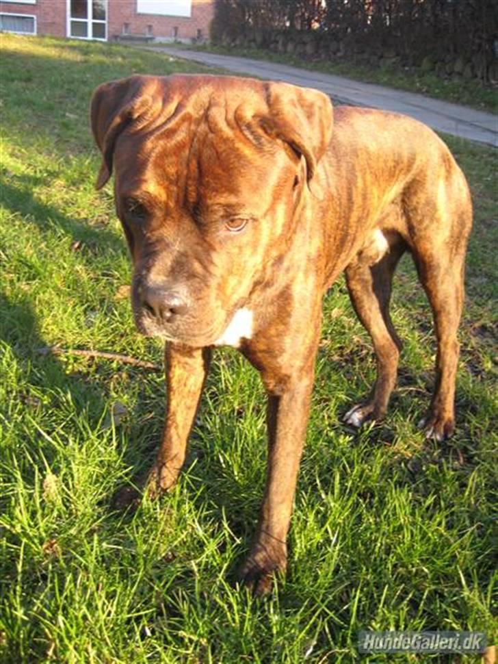 Blanding af racer Kanzo billede 7