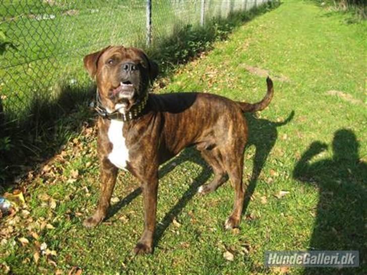 Blanding af racer Kanzo billede 8