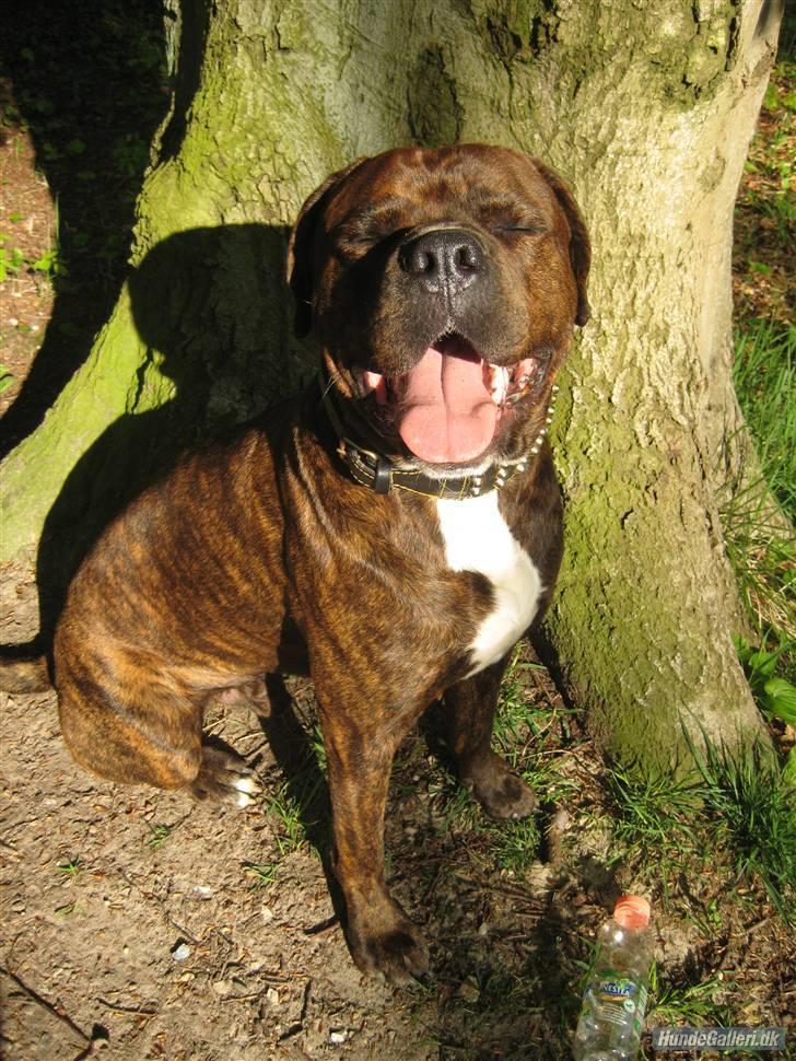 Blanding af racer Kanzo billede 9