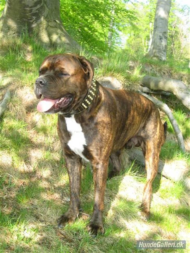 Blanding af racer Kanzo billede 10