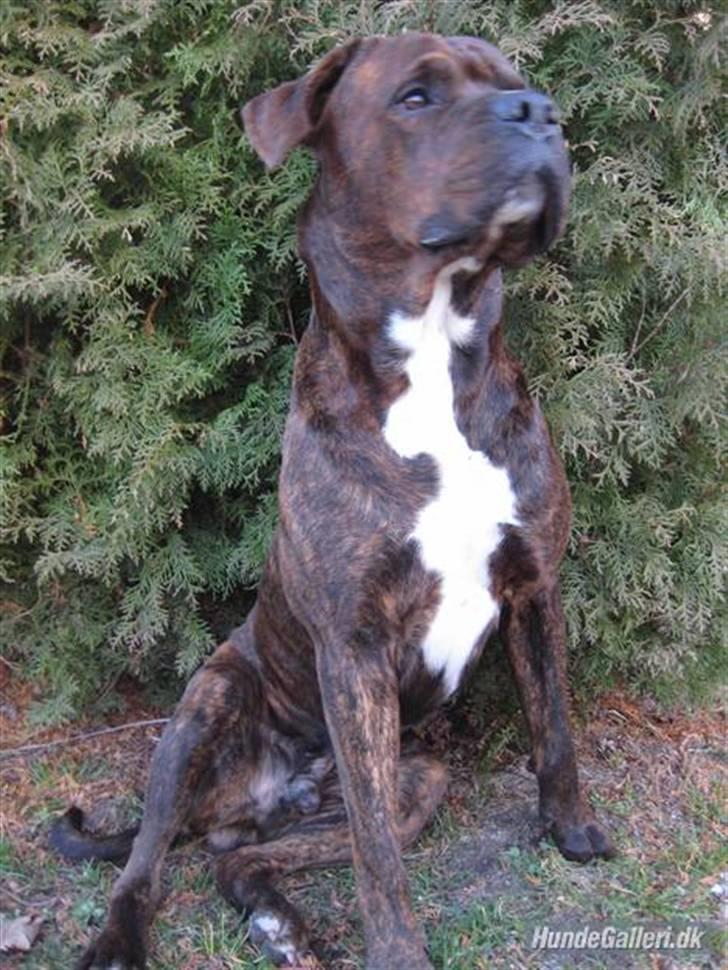 Blanding af racer Kanzo billede 11