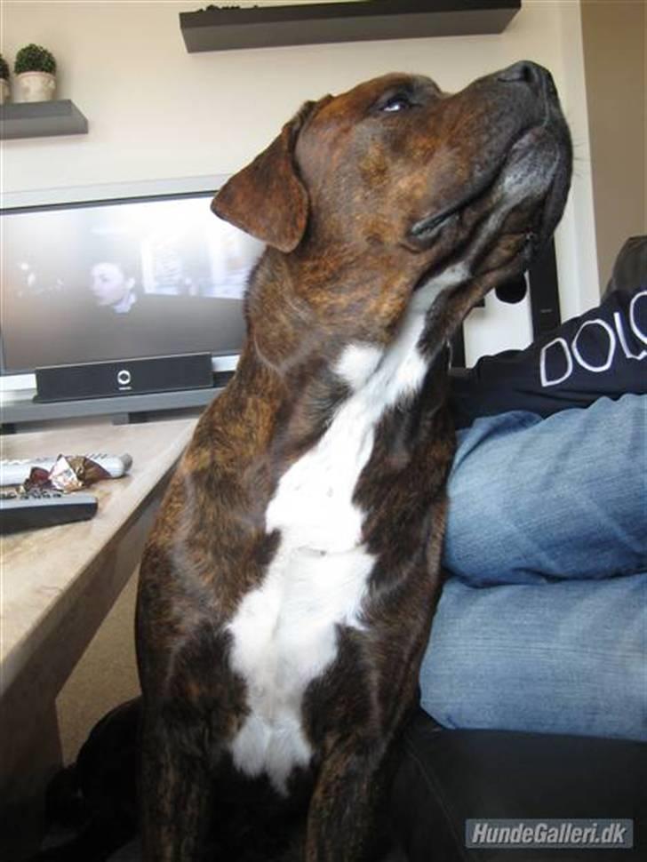 Blanding af racer Kanzo billede 12