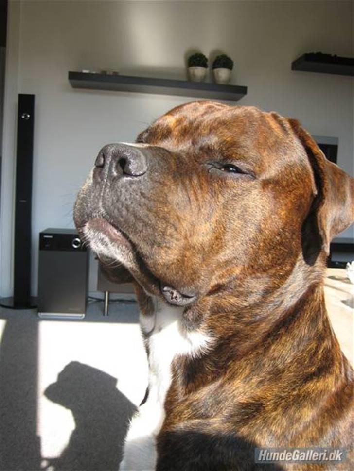 Blanding af racer Kanzo billede 13