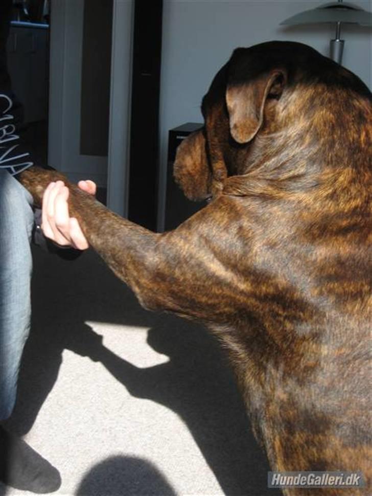 Blanding af racer Kanzo billede 14