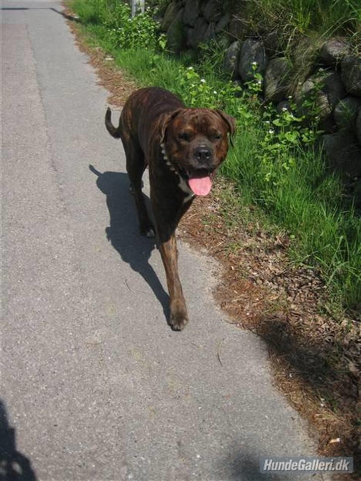 Blanding af racer Kanzo billede 15