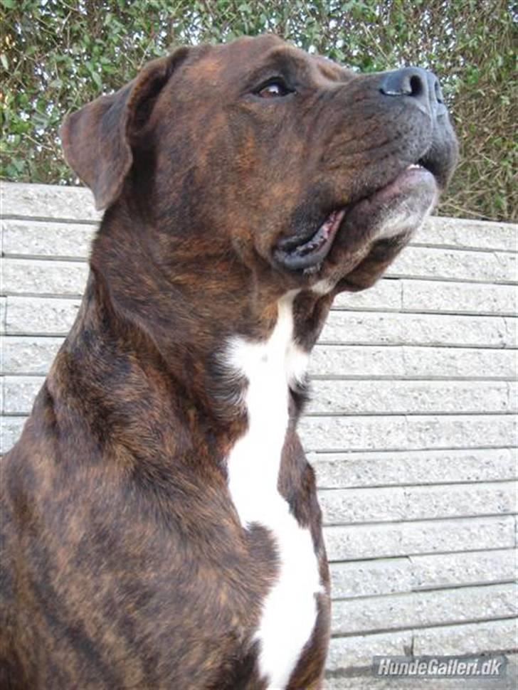 Blanding af racer Kanzo billede 16