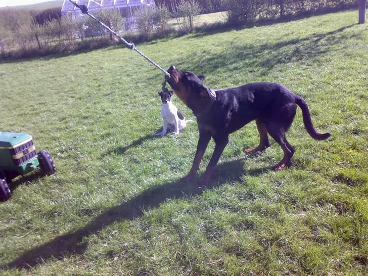 Rottweiler Snoopie billede 13