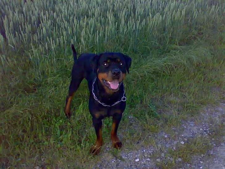 Rottweiler Snoopie billede 16