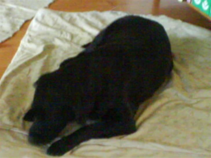 Labrador retriever Gaia billede 2