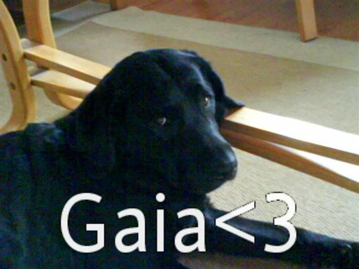 Labrador retriever Gaia billede 3
