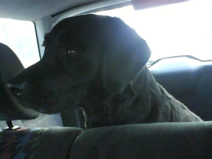 Labrador retriever Gaia billede 4