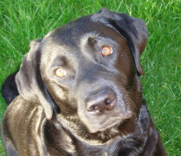 Labrador retriever Gaia billede 5