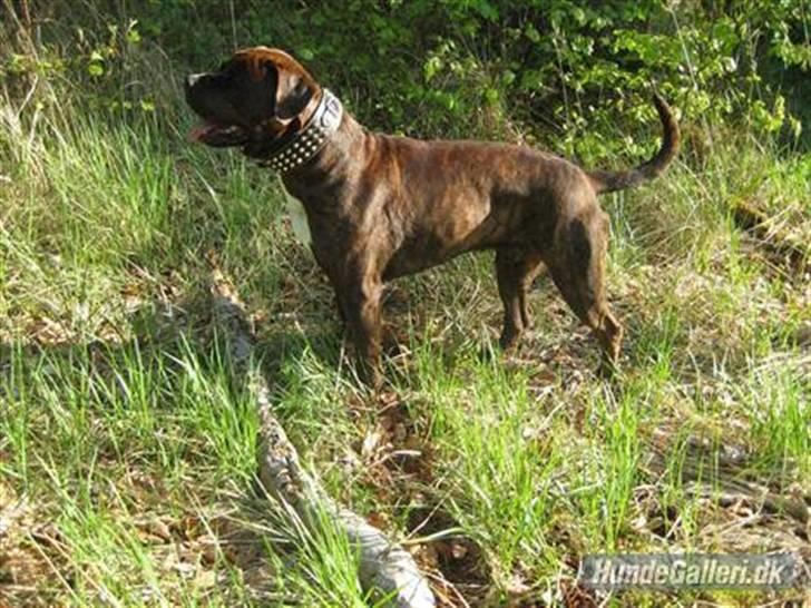 Blanding af racer Kanzo billede 17