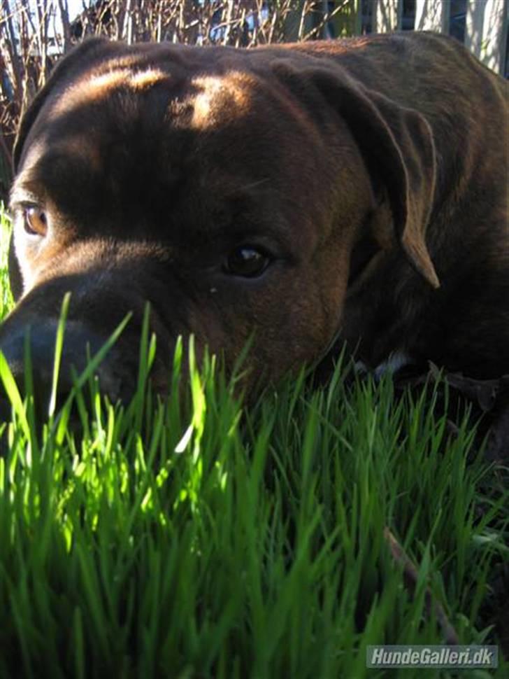 Blanding af racer Kanzo billede 19